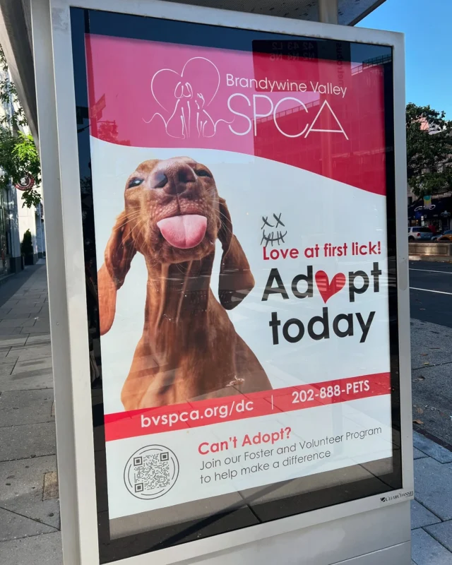 少しですが、
アメリカの保護犬猫活動を見ることができました。

Chantillyのショッピングモール🛍️
サリー・プラザのペット・スマート🐶🐱
店内の一角で、譲渡活動が行われていました。
(ネコちゃんのハウスは、中で全部屋繋がっていて、行ったり来たりできる👍)

しかし、同じモール内に"My next puppy"というペットショップが空き店舗になっていました。
バスの運転手さんに聞くと、最近閉店したそうです。

え、アメリカにもペットショップあるんだ…と、ショックを受けました。😨😨でも、アメリカでは、犬猫購入前の飼い主トレーニングは義務化されている、とのことです。

生き物を売る商売には断固反対です。でも、現状すぐには根絶できないのなら、せめて日本でも、飼い主トレーニング義務化だけでも実現して欲しいと強く思います。

今の日本ではペットは雑貨と同等で、
ペットショップはどんな家に引き取られるのか確認もせず、売ったらそれっきり。その先で命がどう扱われるのか、誰も責任は取りません。

※「吾輩は保護犬である」🦮🐕‍🦺
当塾主催のチャリティ自主上映会🎦が近づいてきました。
一人でも多くの方に届くよう、気合い入れて広報がんばります❣️

※最後２枚は、巨大ボーン🦴
いや大きすぎるでしょ😳
ライオンか何かのおやつですか🦁笑

#rescuedog #rescuedogsrock🐾 
#adoptdontshop #shelterdogsrock 
#stopanimalabuse #stopanimalcruelty 
#savedogs #保護犬を家族に迎えるという選択肢 
#保護犬のためにできること #殺処分ゼロ 
#動物愛護 #動物愛護先進国をめざして 
#犬は家族 #猫も家族 #小さな命が大切にされる社会を 
#保護犬チャリティーイベント #吾輩は保護犬である 
#吾輩は保護犬であるさいたま上映 
#ペットショップにいく前に 
#生体売買反対